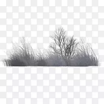 树木植被黑白渲染.冬季壁纸