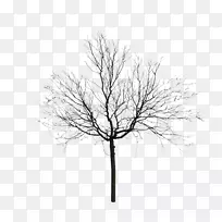 树形素描-黑树