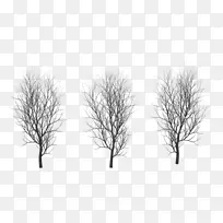 拔树、树枝、冬树
