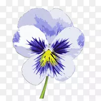 紫罗兰花植物-三色堇