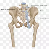 骶髂关节功能障碍髂腰韧带背痛