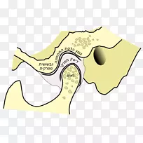 颞下颌关节下颌骨-创造性运动