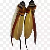 昆虫传粉动物无脊椎动物节肢动物彩色羽毛