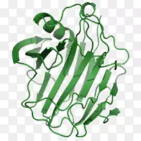 纤维素酶，纤维素蛋白酶，淀粉酶-蛋白质