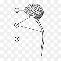 脊椎动物中枢神经系统脑周围神经系统-神经系统