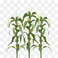植物茎玉米田玉米-玉米设计