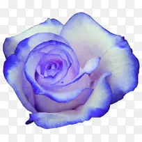 桌面壁纸玫瑰画超高清电视玫瑰花束
