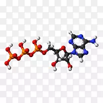 鸟嘌呤鸟苷一磷酸腺苷三磷酸腺苷发现