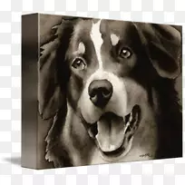 澳大利亚牧羊人水彩画艺术绘画-澳大利亚牧羊人