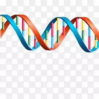 dna基因转录基因表达