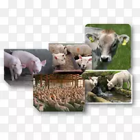 罗德岛红牲畜、牛、普利茅斯石鸡.动物材料