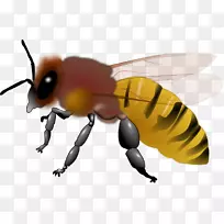 蜜蜂昆虫剪贴画.蜜蜂载体