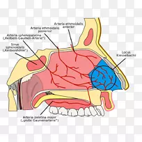 鼻腔Kiesselbach氏丛鼻出血筛窦解剖