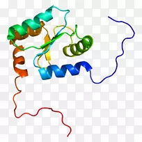 Glrx 2蛋白谷氨酰氧还蛋白基因谷胱甘肽-枝晶