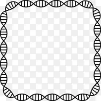 核酸双螺旋dna谱遗传学装饰页边
