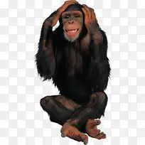 黑猩猩猴子桌面壁纸夹艺术-黑色大猩猩