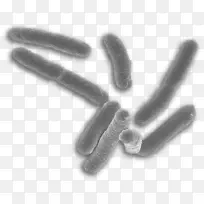 e。大肠杆菌结核分枝杆菌王国演化特征