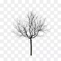 动画摄影树-黑色树