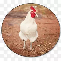 莱霍恩鸡，肉鸡，家禽养殖，公鸡，家禽和家畜
