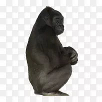 西部大猩猩普通黑猩猩灵长类-黑色大猩猩