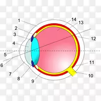 人眼横断面视网膜解剖横眼