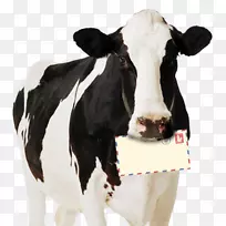 荷斯坦，弗里西亚牛，高地牛，牛场，奶牛，纸板，母牛节日