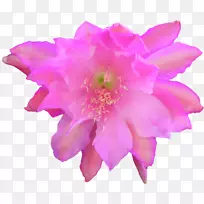 紫红色玫瑰科花紫罗兰花瓣-花仙人掌