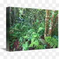 热带雨林州森林摄影-热带雨林