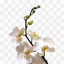 兰花桌面壁纸兰花