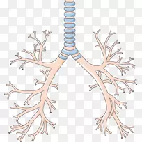 支气管下呼吸道肺咽部呼吸系统创造性肺