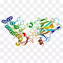 tp53bp2抑癌基因蛋白-mito类