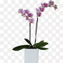 飞蛾兰，植物切花，花盆-兰花