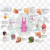 颅神经系统生理学解剖神经