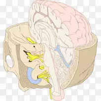 脑干颅神经内耳人脑神经