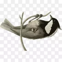 鸟类灰色白色动物-羽毛插图