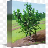 画廊包装树画布艺术版画-桃树