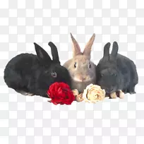 兔子电脑剪贴画