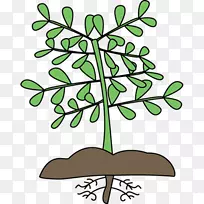 词搜索植物细胞光合作用剪贴画-根