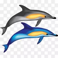 普通宽吻海豚短喙普通海豚批发图库溪粗齿海豚好莱坞载体