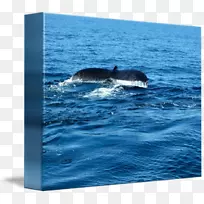 鲸类海洋鲸目海豚全鲸水彩