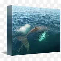 灰鲸海洋52赫兹鲸海豚鲸鱼水彩