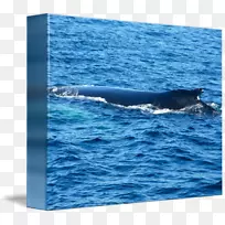 全海豚、鲸、头渣鼻、海洋-鲸鱼水彩