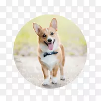 彭布罗克威尔士柯基羊毛衫威尔士小狗犬品种-科吉毛衫