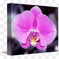 植物紫蛾兰花，紫丁香-粉红色兰花