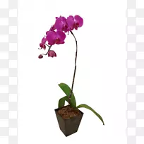 飞蛾兰植物香茅兰花紫色兰花
