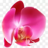 花卉摄影出版-粉红色兰花