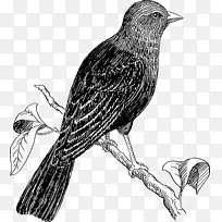 鸟画线艺术剪辑艺术-栖息乌鸦覆盖