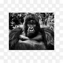 大猩猩摄影师黑白野生动物摄影-金刚