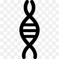 染色体dna载体-字符串载体