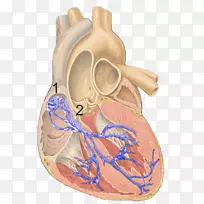 心脏窦房结心肌束的传导系统